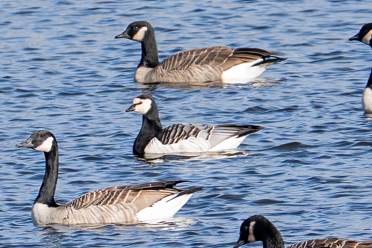 Bernache nonnette - ML646219811