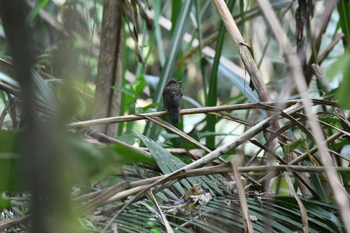 Sulawesi Blue Flycatcher - ML646219813