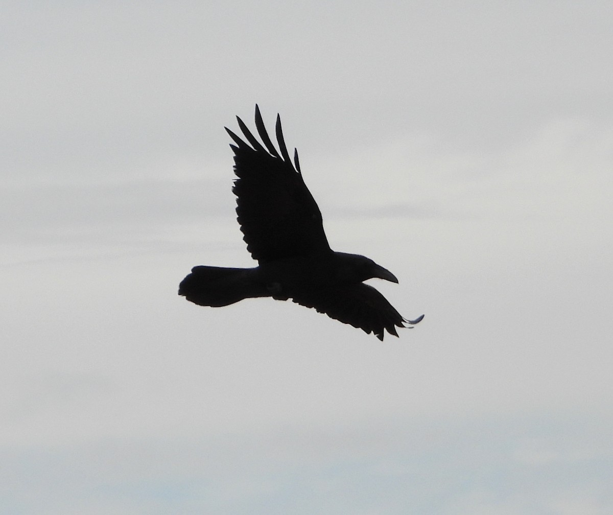Common Raven - ML646219814