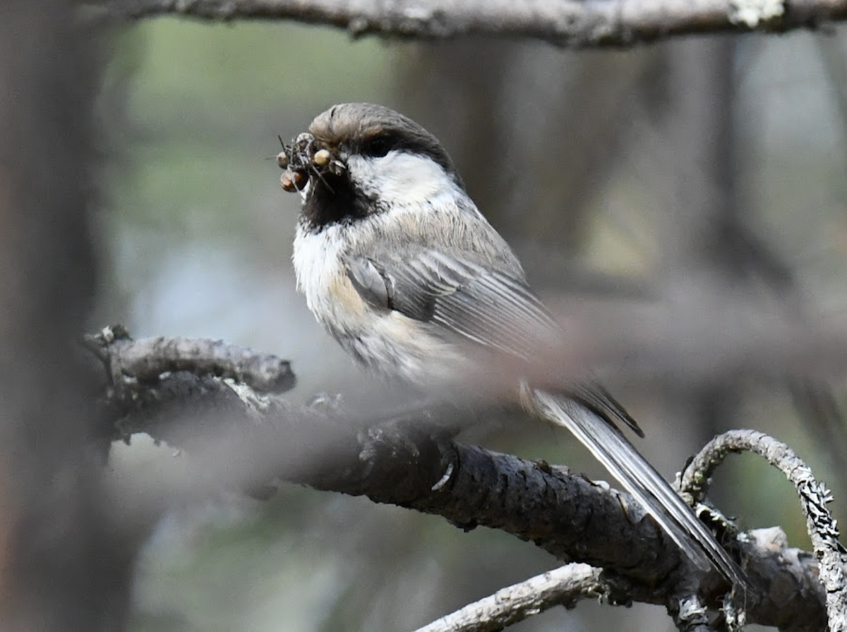 Gray-headed Chickadee - ML646219815