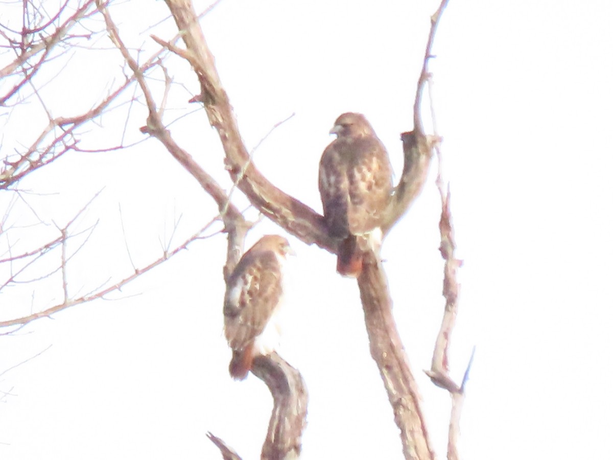 Poiana codarossa - ML646219817