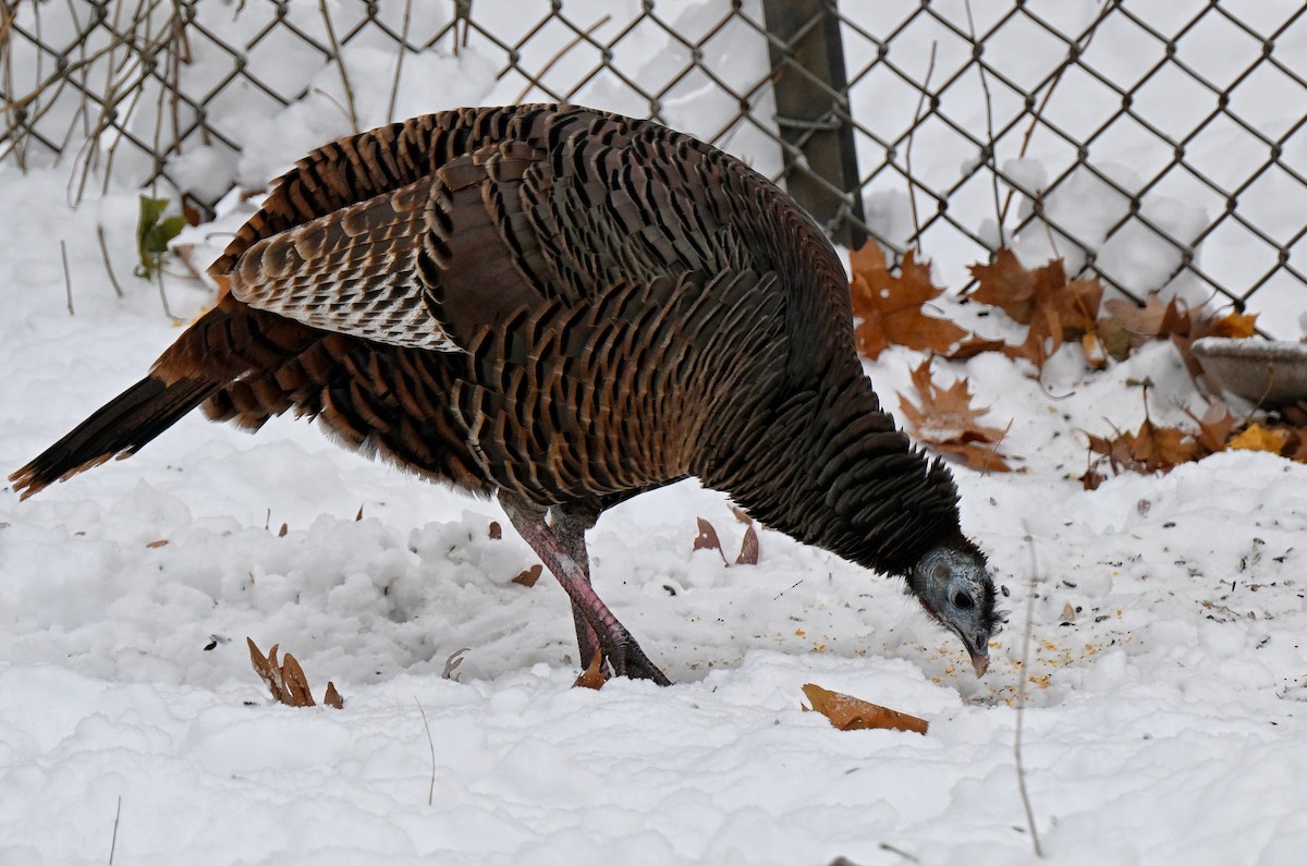 Wild Turkey - ML646219819