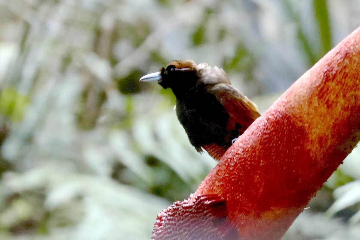 Magnificent Bird-of-Paradise - ML646219825