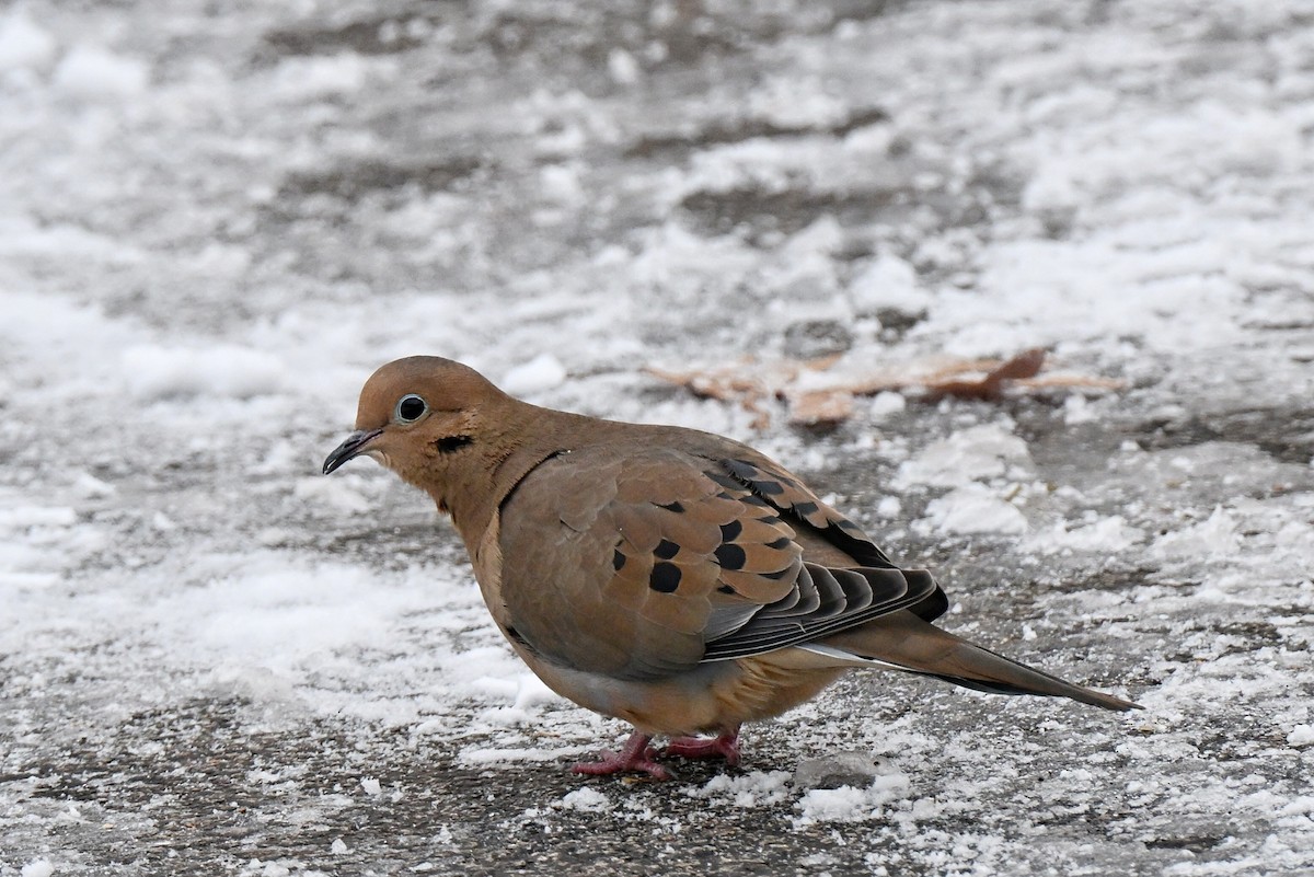 Mourning Dove - ML646219827