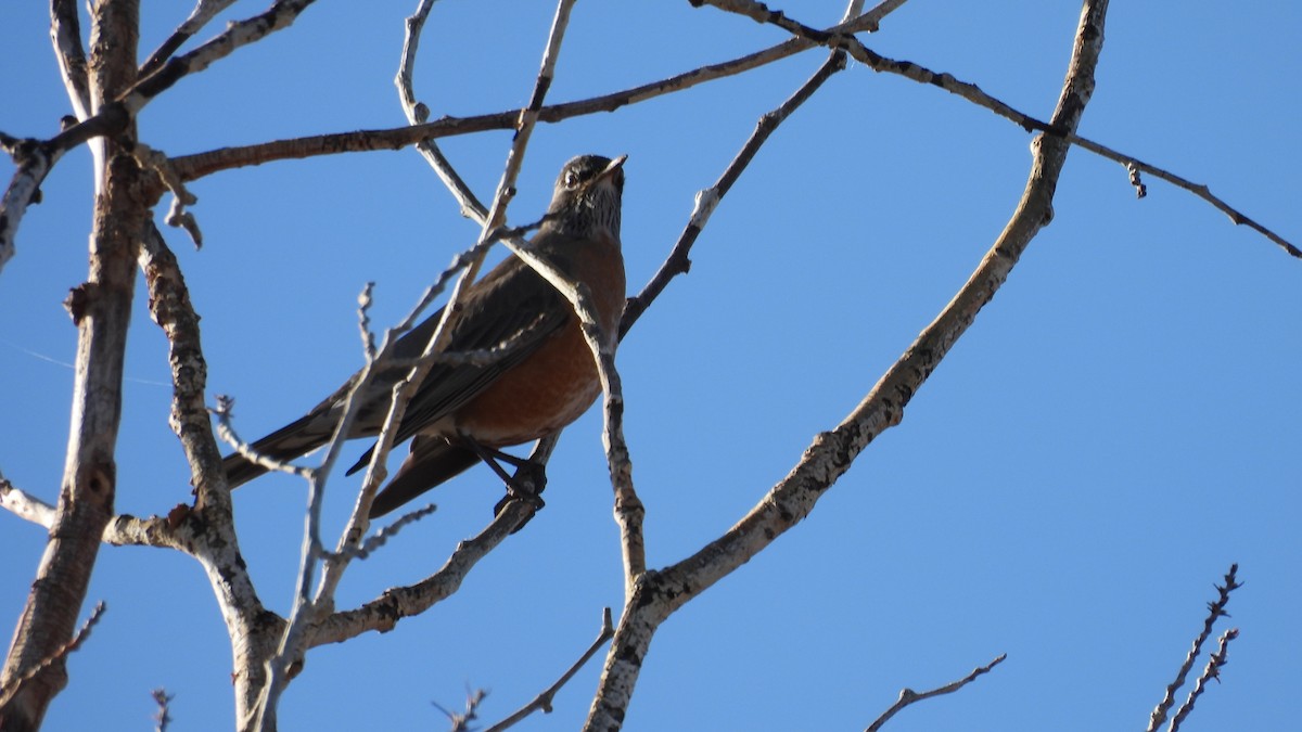 Merle d'Amérique - ML646219838