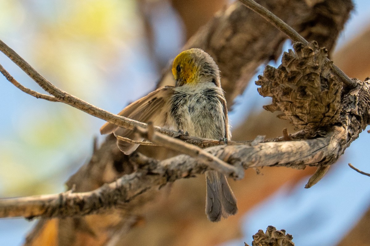 Verdin - ML646219839