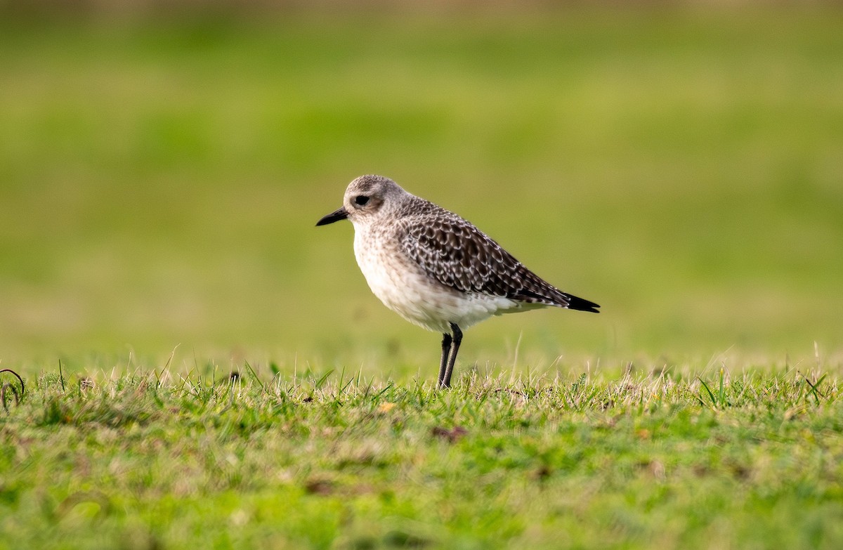 Black-bellied Plover - ML646219841