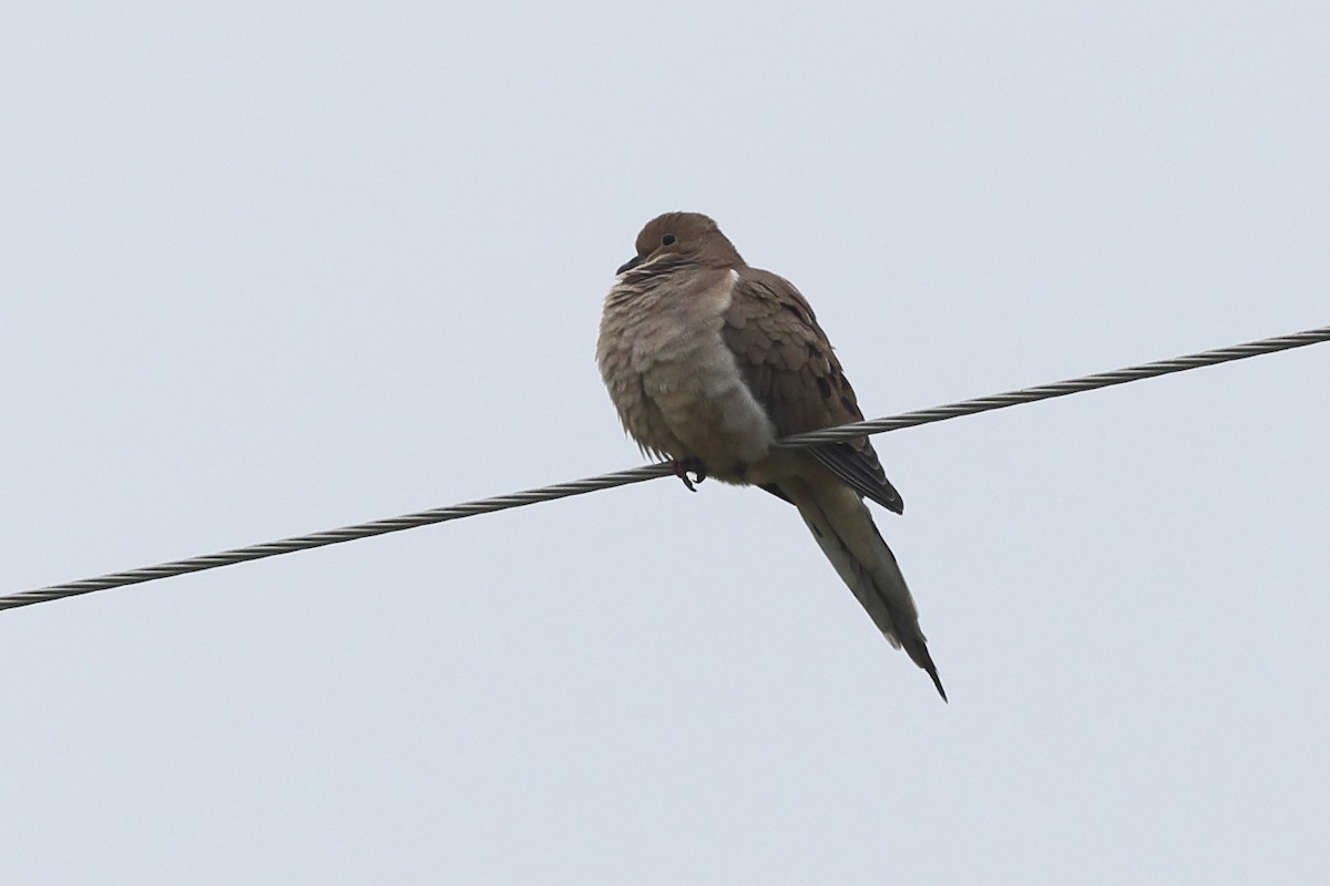 Mourning Dove - ML646219843