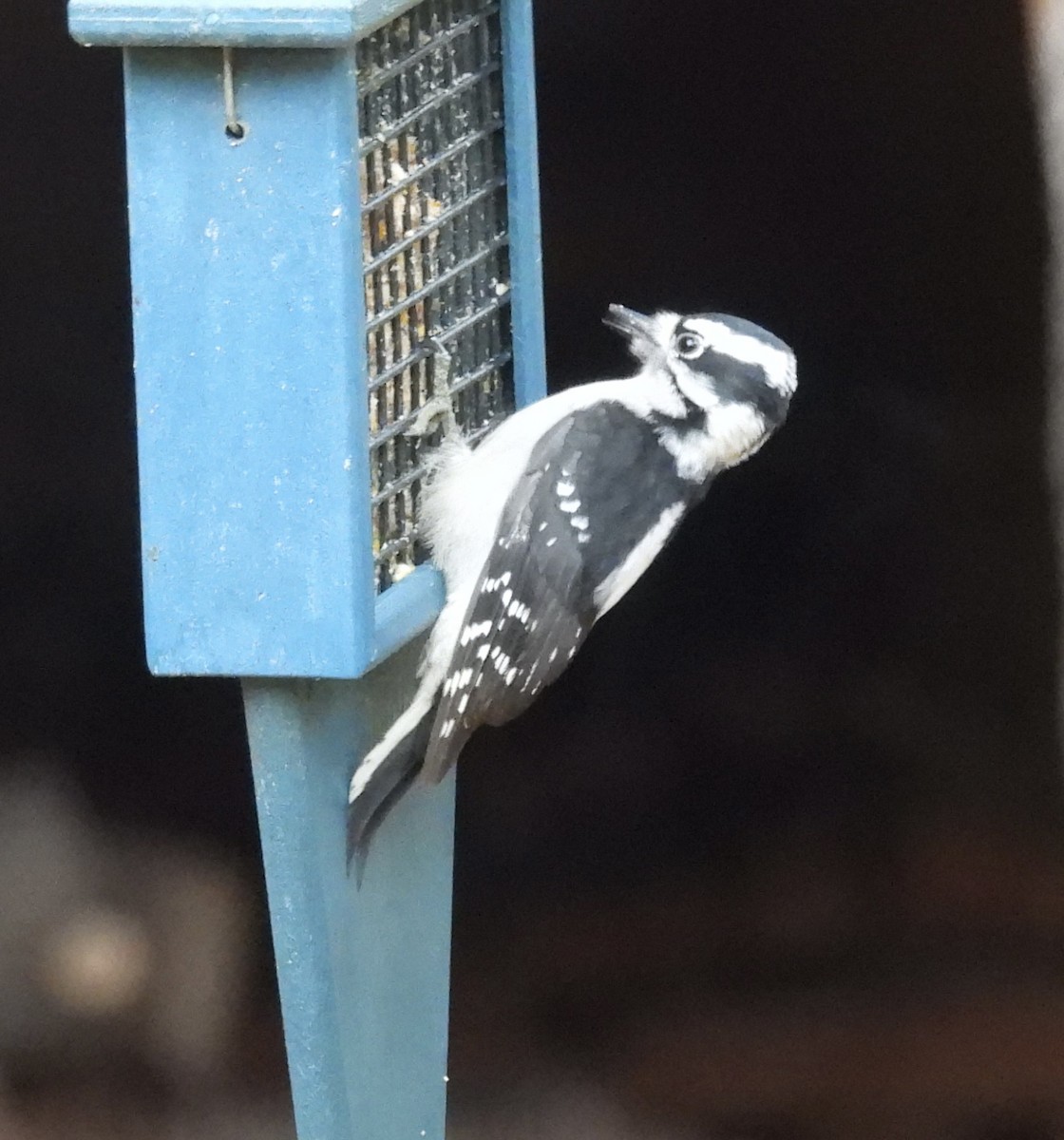 Downy Woodpecker - ML646219846