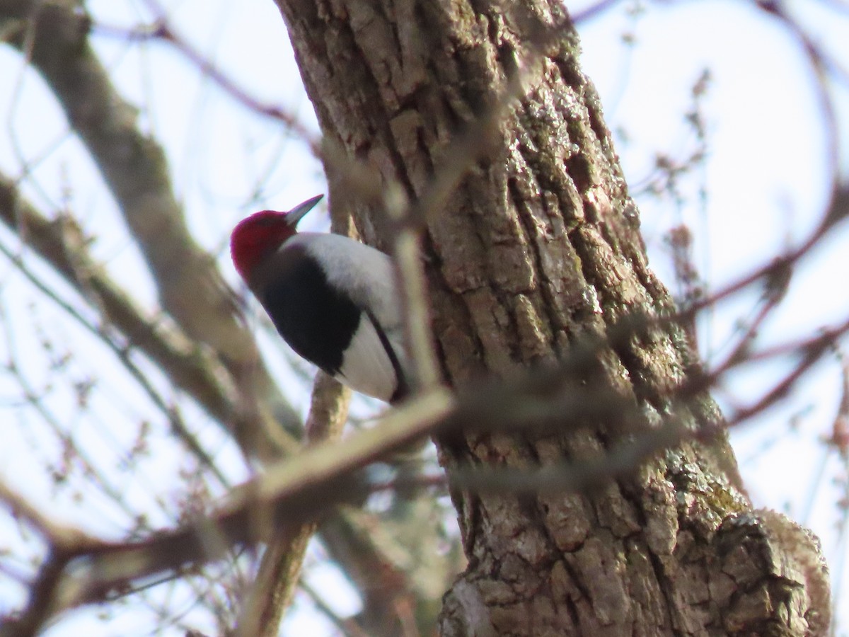 Red-headed Woodpecker - ML646219847
