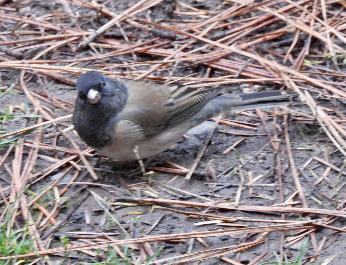 Dark-eyed Junco - ML646219849