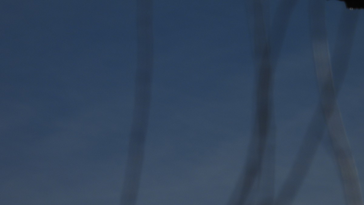 Red Crossbill - ML646219851