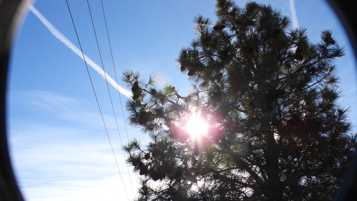 Red Crossbill - ML646219852