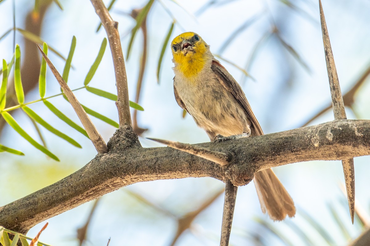 Verdin - ML646219853