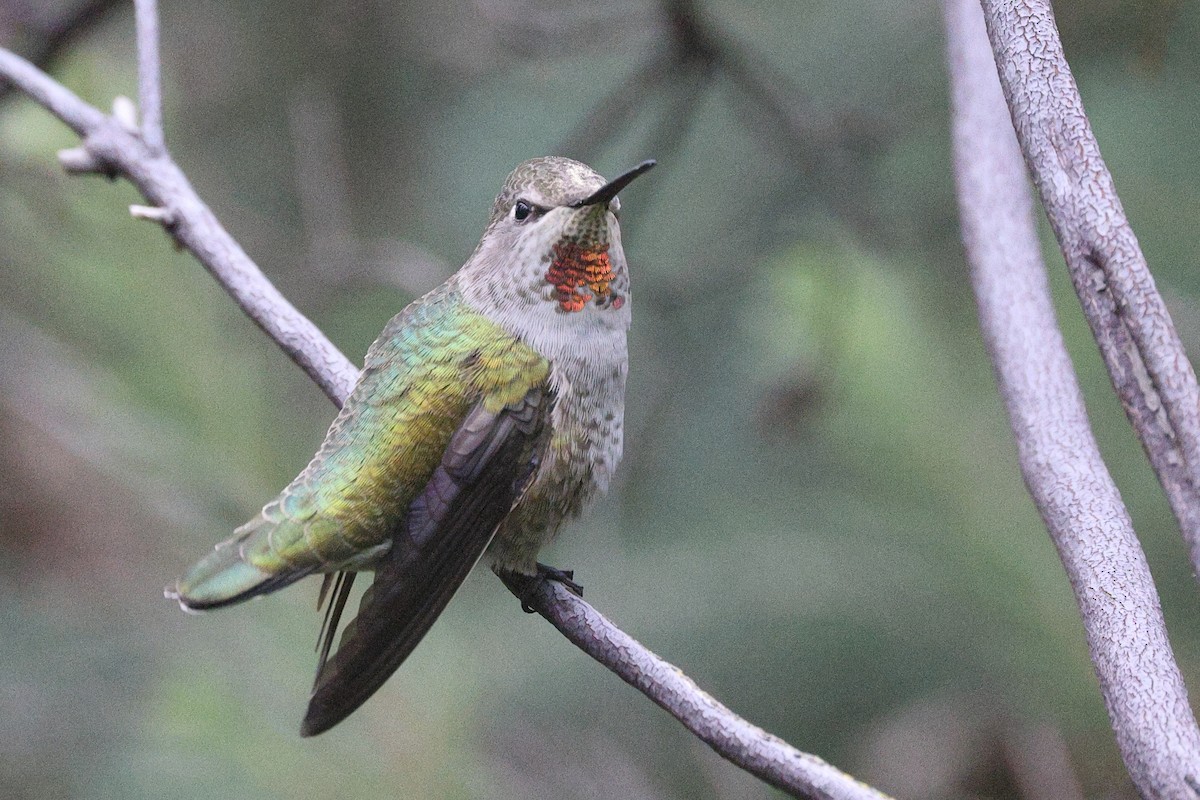 Anna's Hummingbird - ML646219857