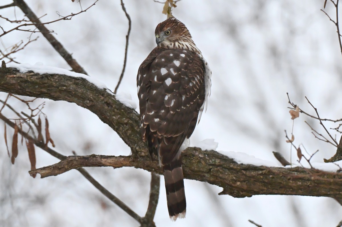 Cooper's Hawk - ML646219859