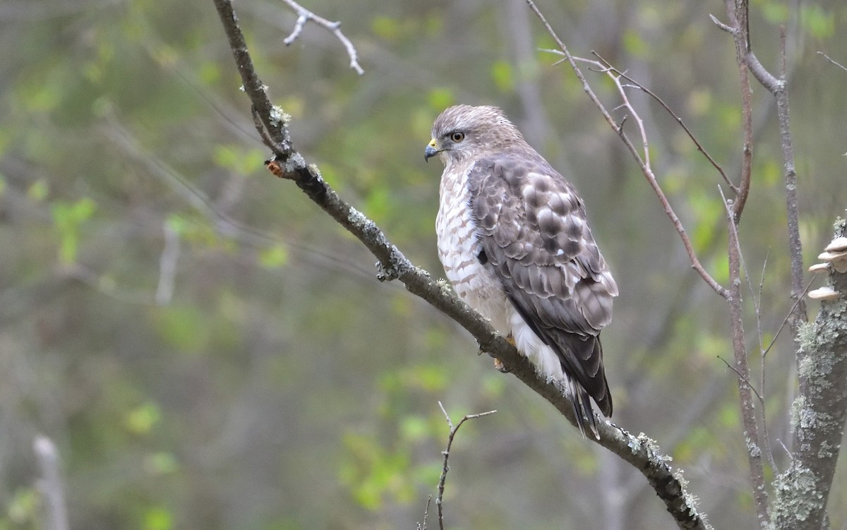 Broad-winged Hawk - ML646219860
