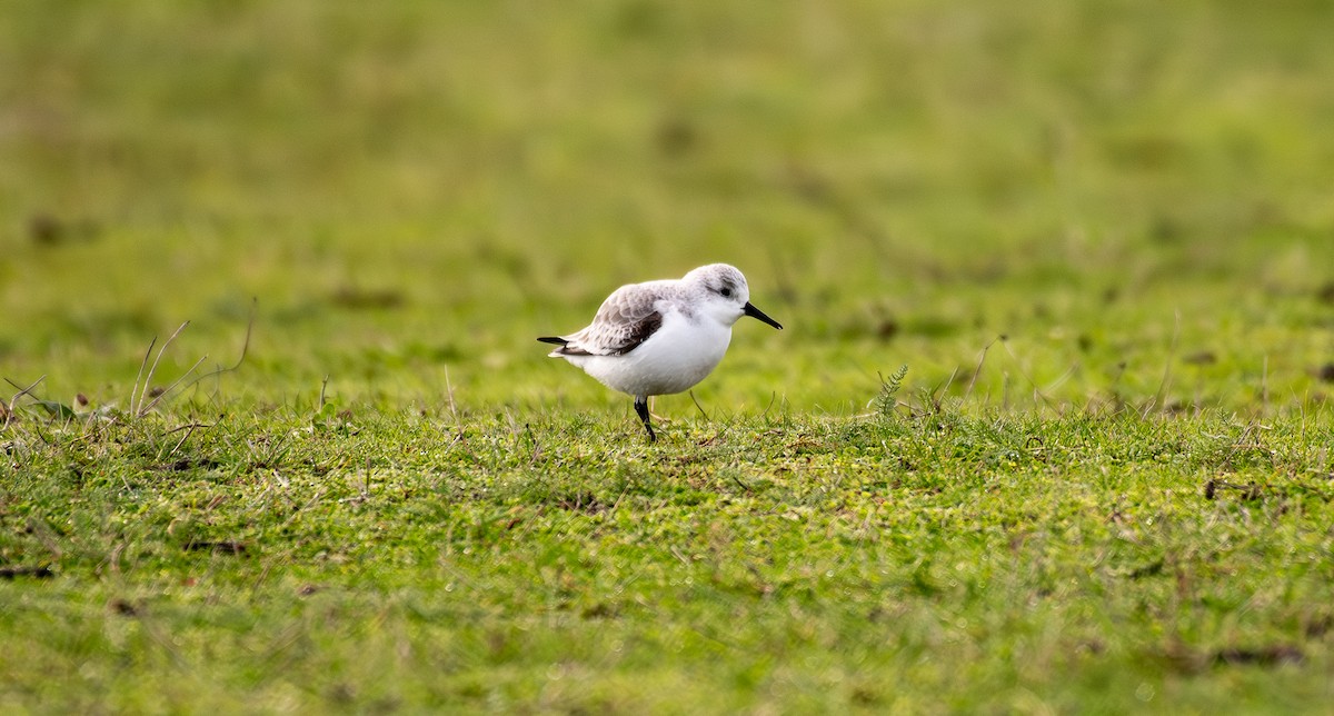 Txirri zuria - ML646219861