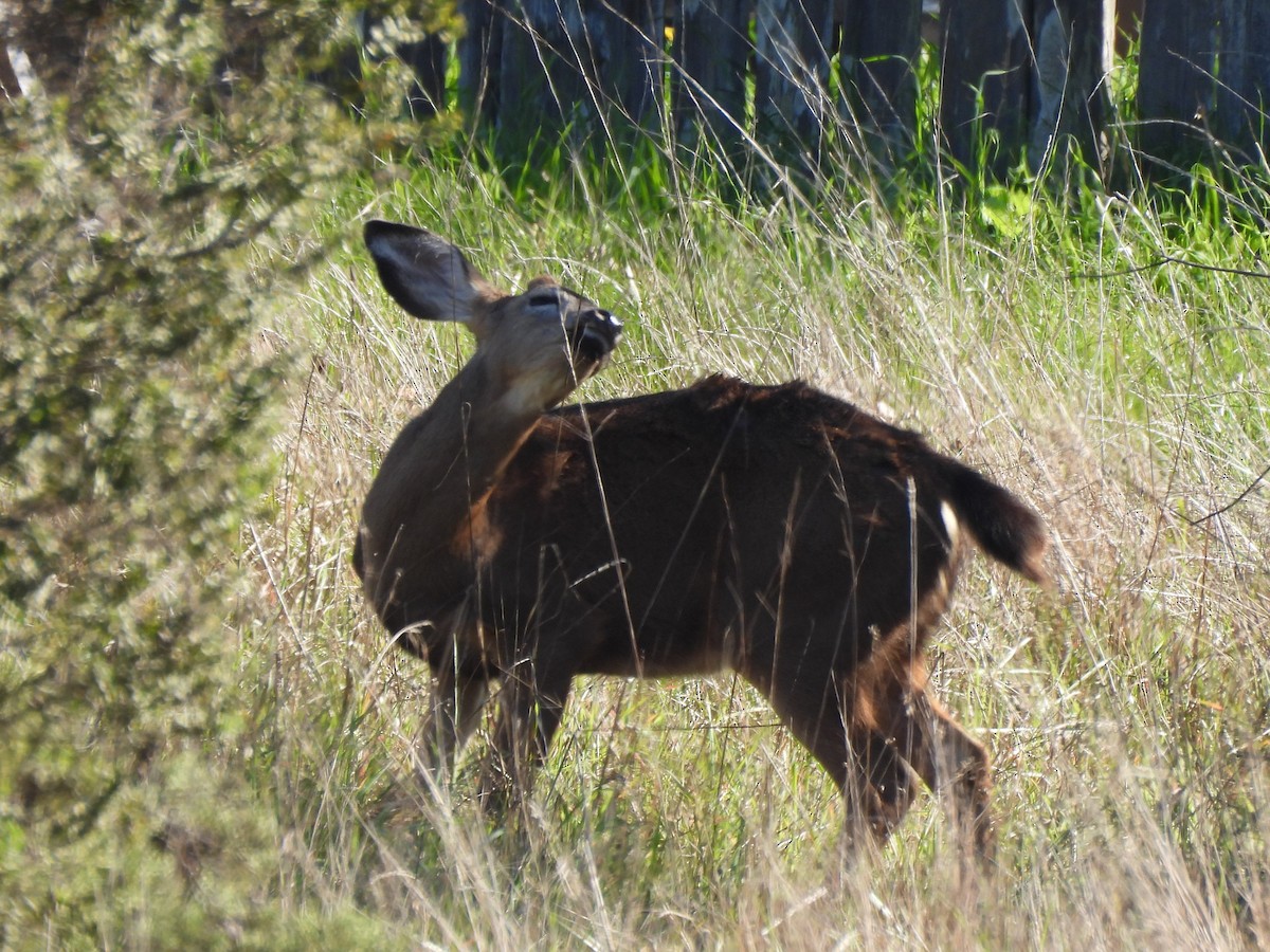 Animals - ML646219863