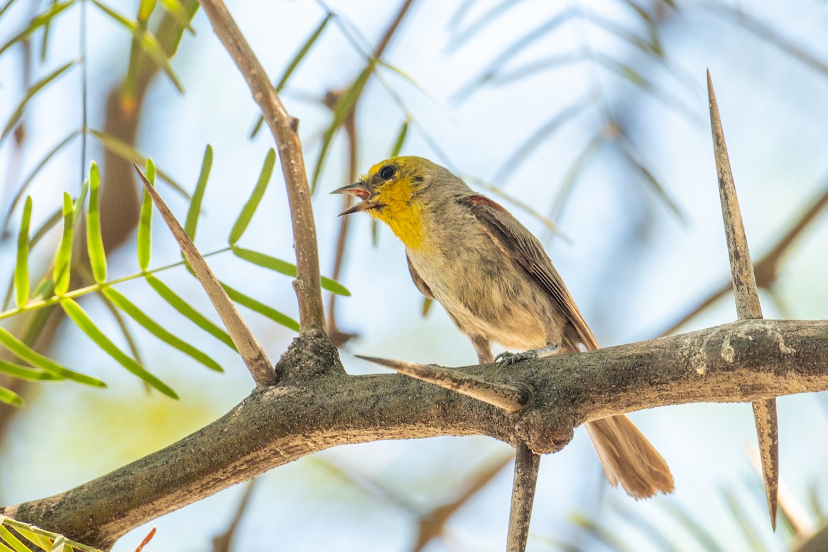 Verdin - ML646219864