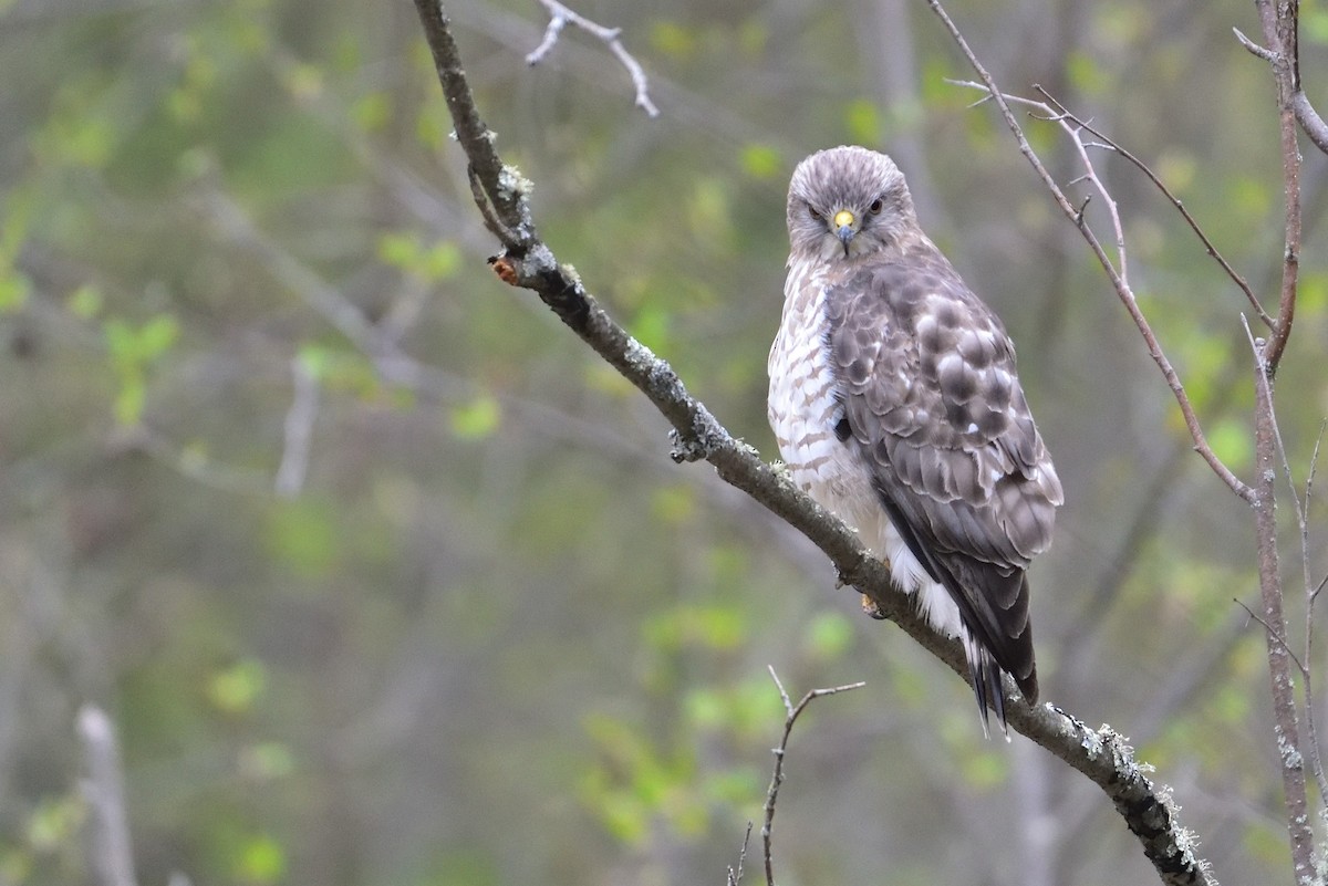 Broad-winged Hawk - ML646219865