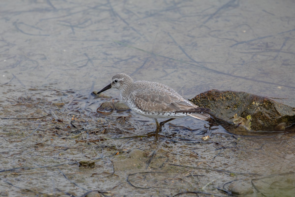 Bécasseau maubèche - ML646219866