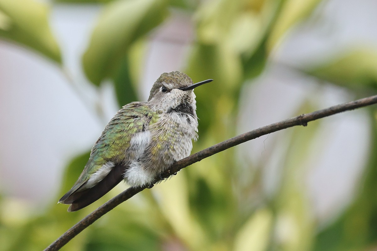 Anna's Hummingbird - ML646219867