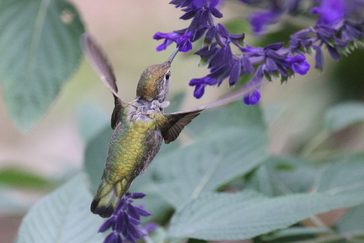 Anna's Hummingbird - ML646219868