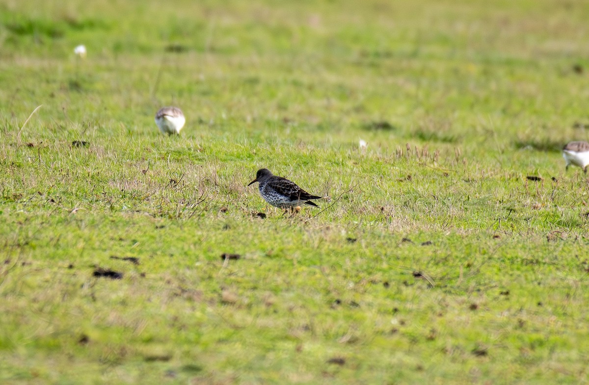 Rock Sandpiper - ML646219869