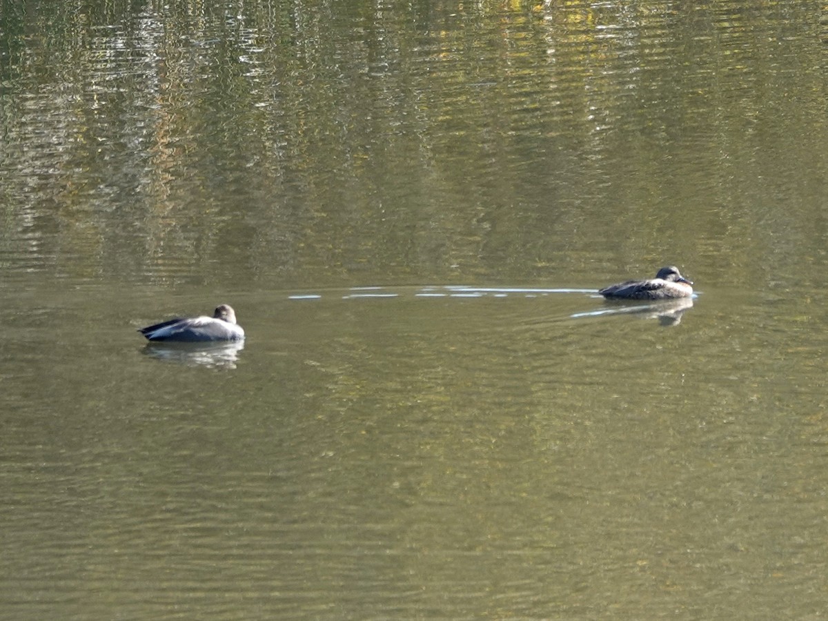 Нерозень - ML646219873