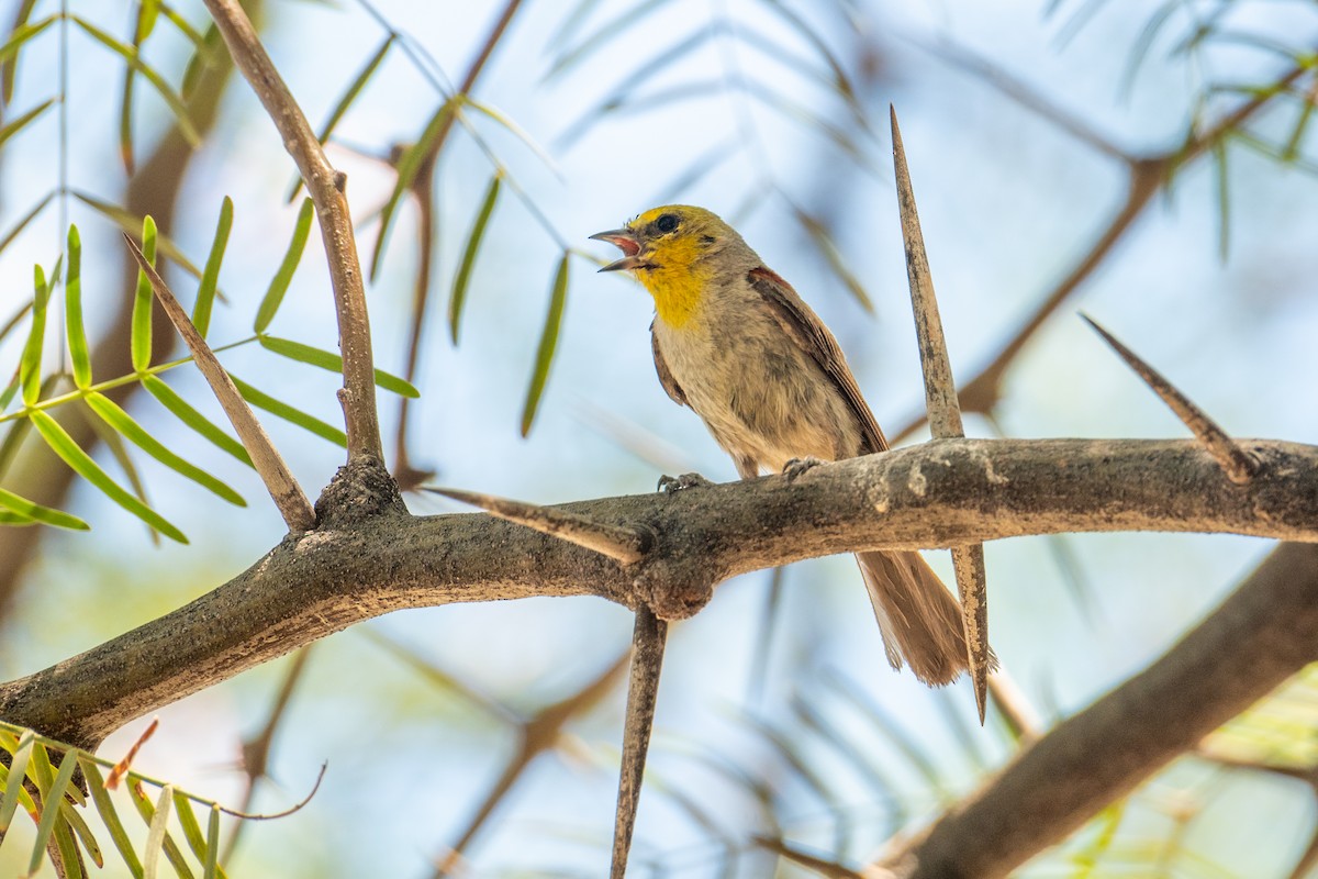 Verdin - ML646219874