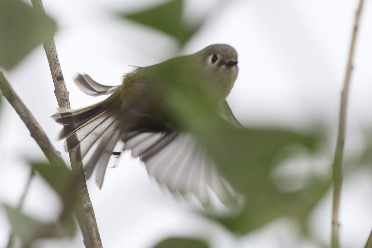 Ruby-crowned Kinglet - ML646219875