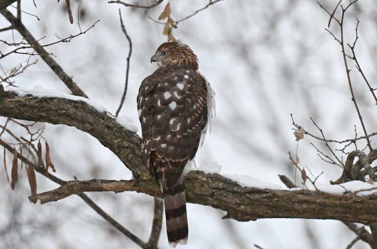 Cooper's Hawk - ML646219880