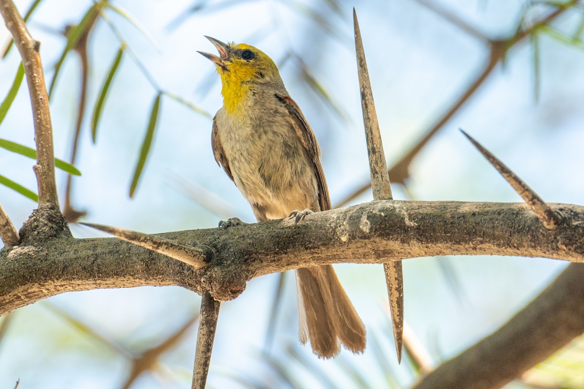 Verdin - ML646219881