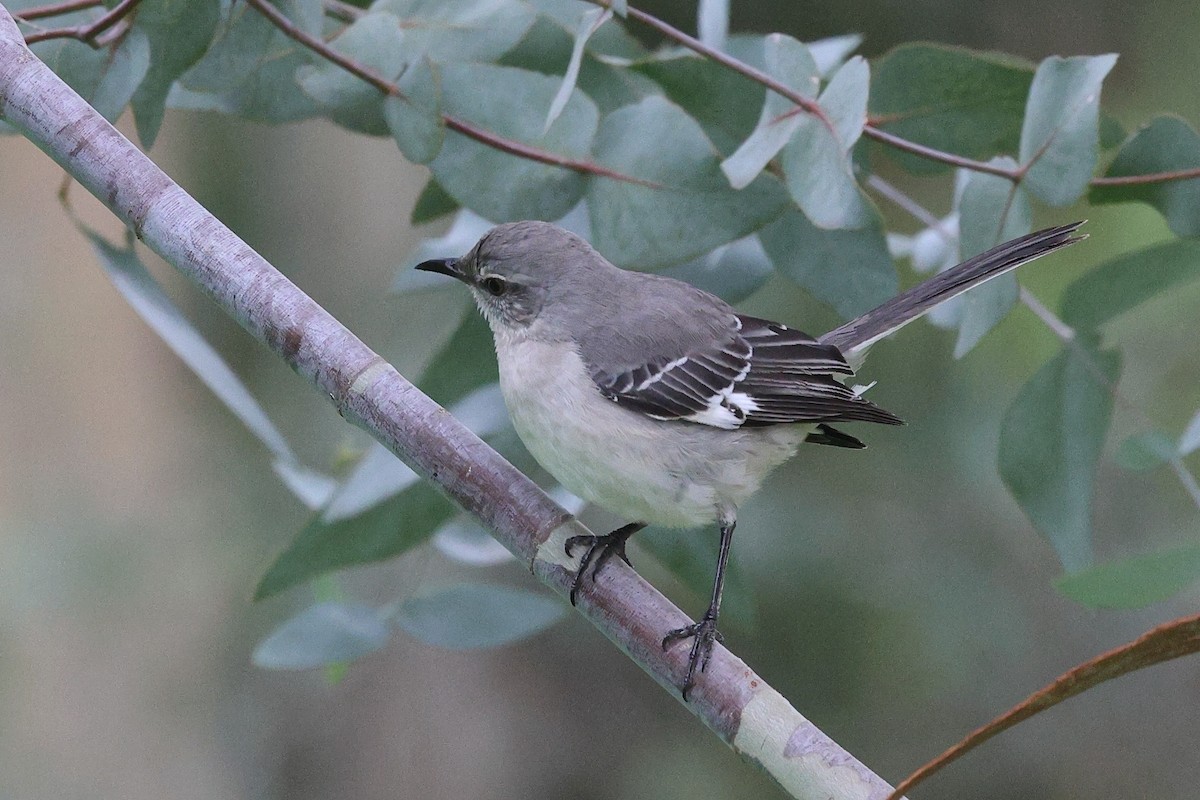 Northern Mockingbird - ML646219882