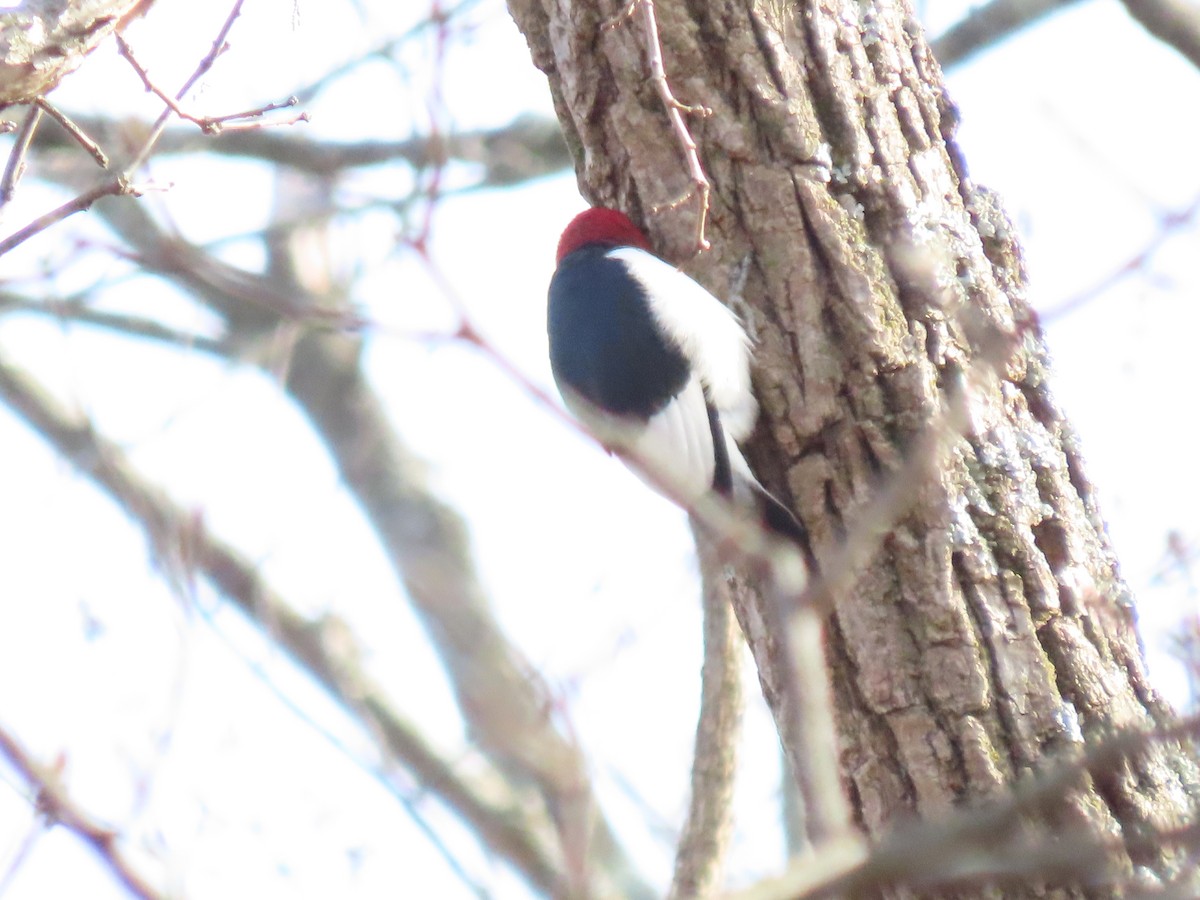 Red-headed Woodpecker - ML646219886