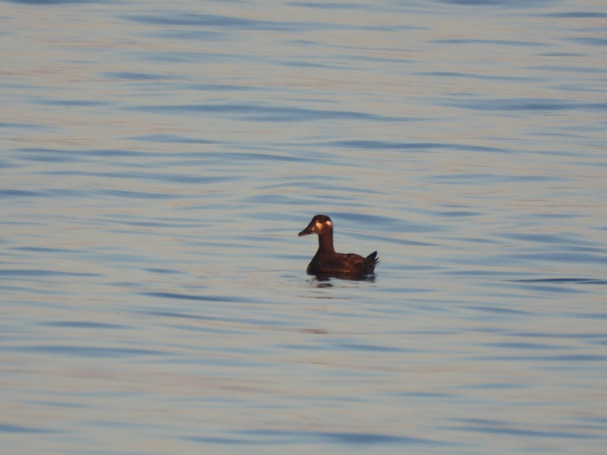 Surf Scoter - ML646219888