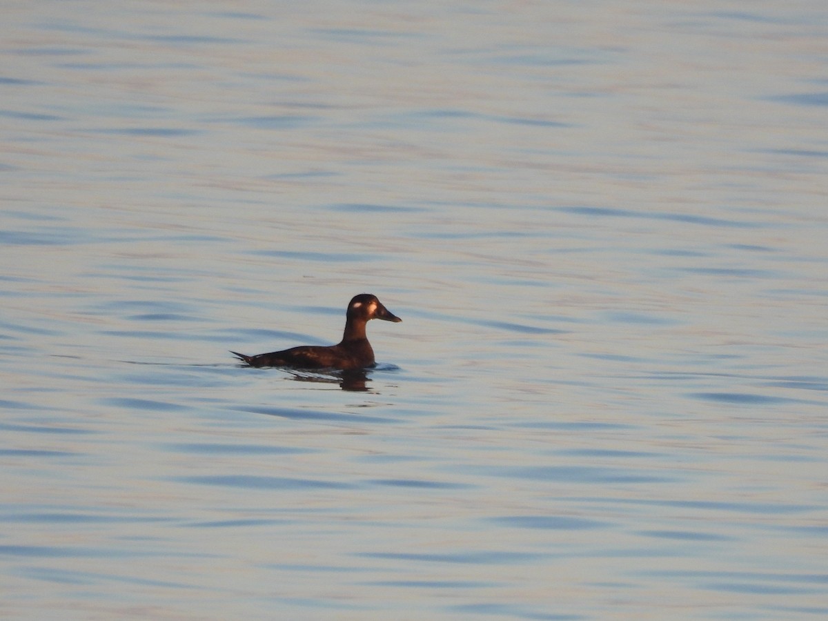 Surf Scoter - ML646219889