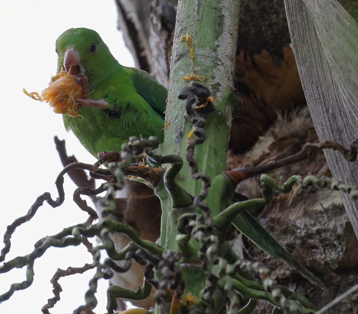 オナガミドリインコ - ML646219892