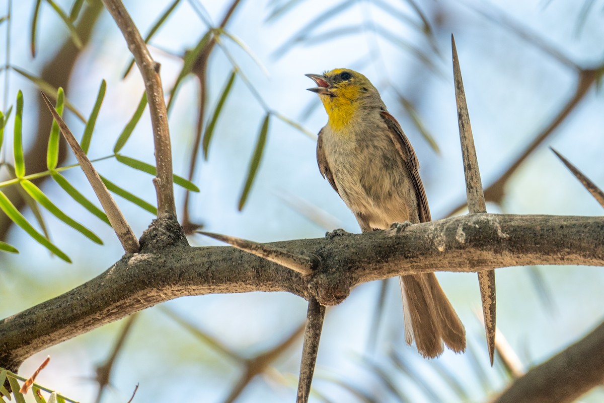 Verdin - ML646219893