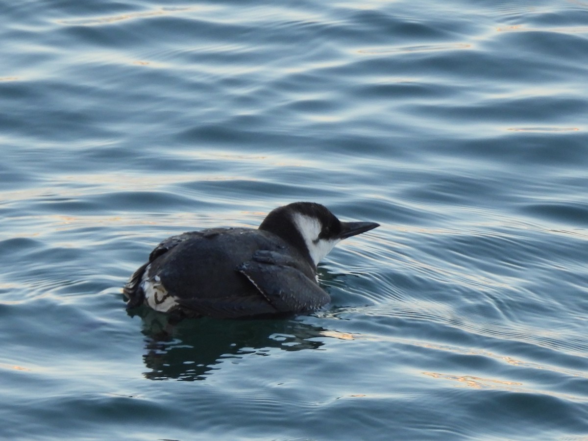 Common Murre - ML646219899