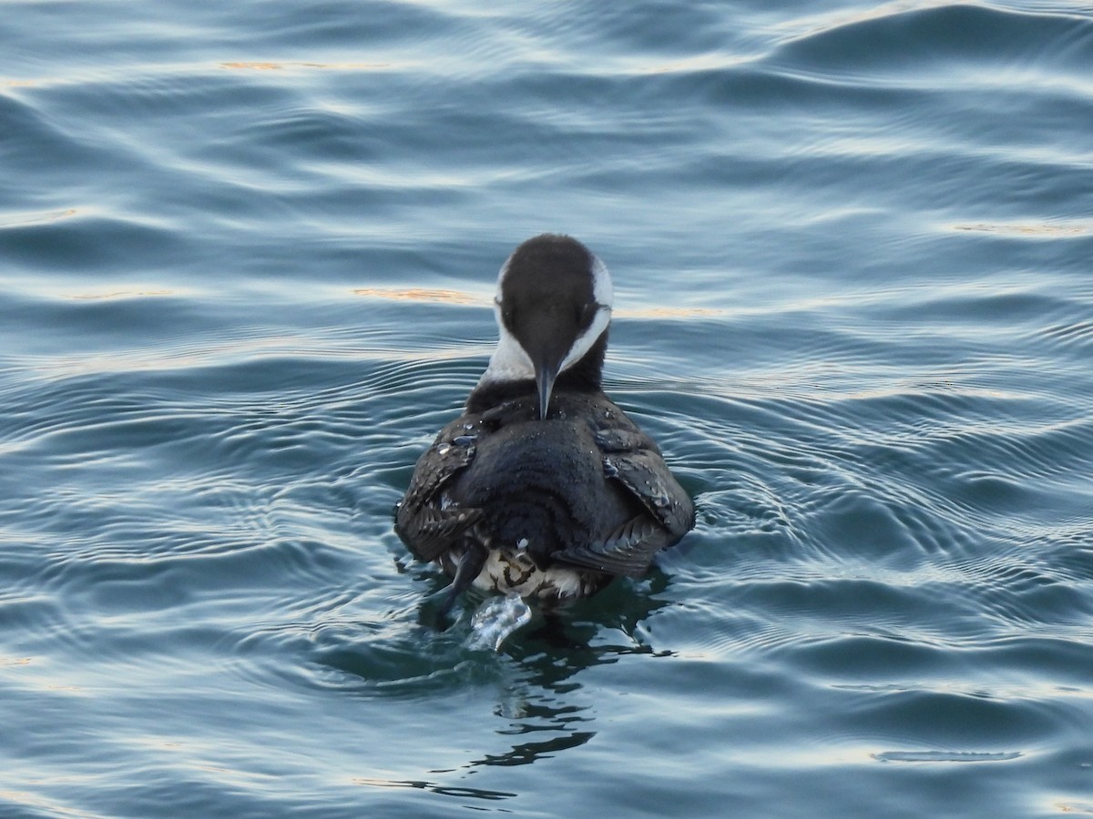 Common Murre - ML646219900