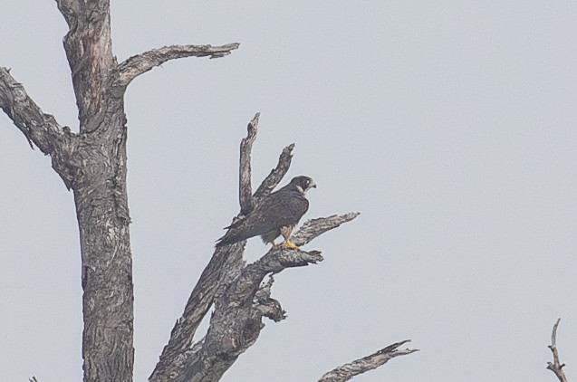 sokol stěhovavý (ssp. anatum) - ML646219902