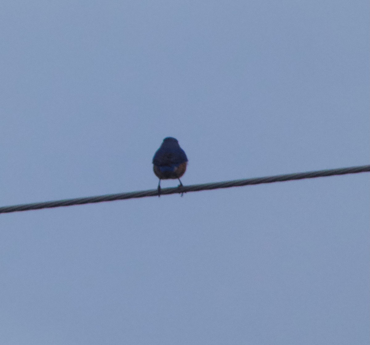 Блакитник східний - ML646219903