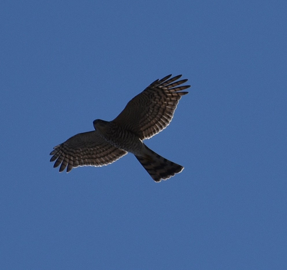 Яструб малий - ML646219908