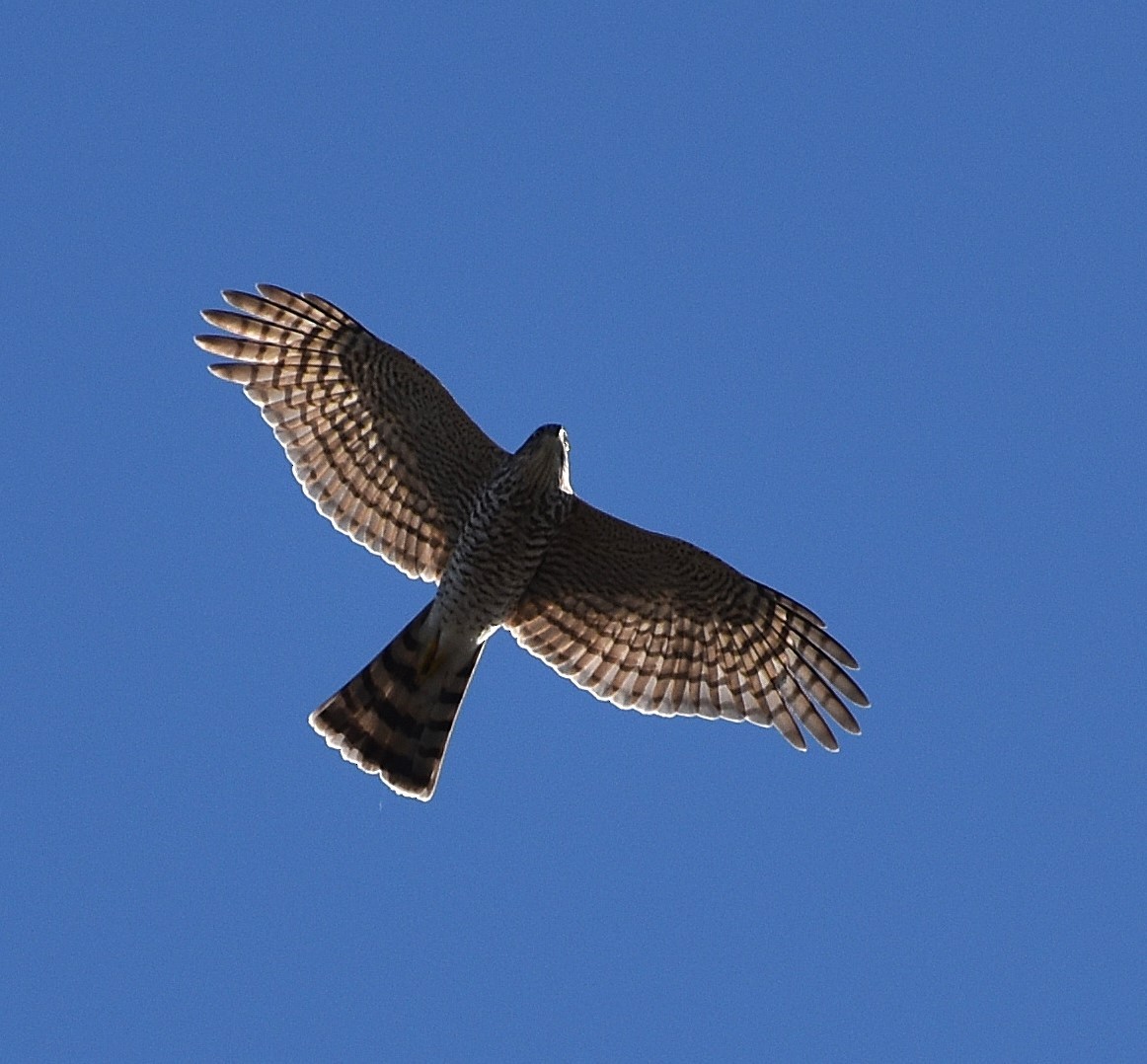 Яструб малий - ML646219909