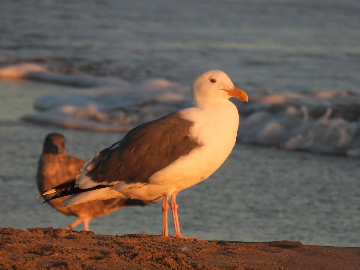 Western Gull - ML646219912