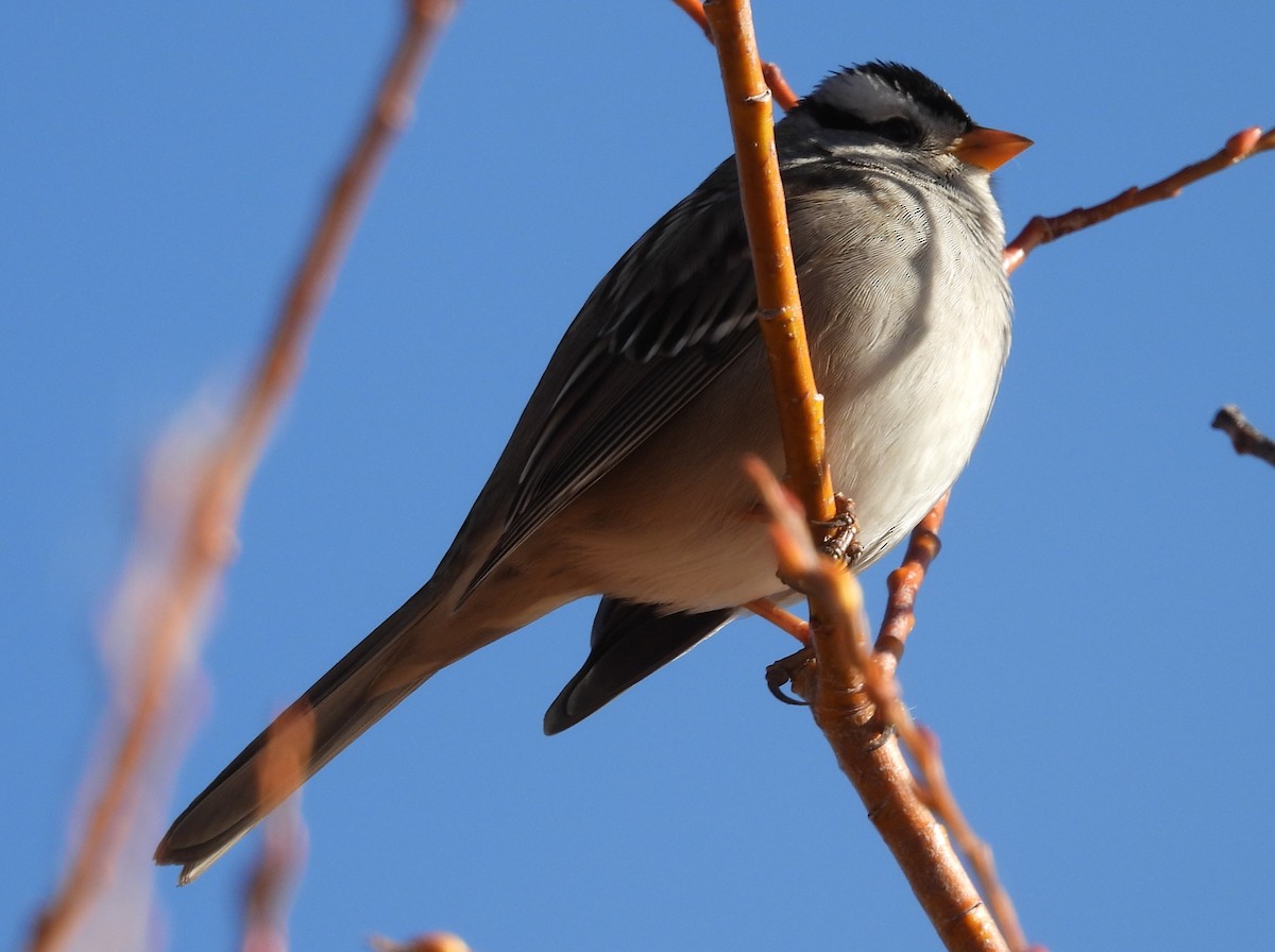 White-crowned Sparrow (Gambel's) - ML646219919