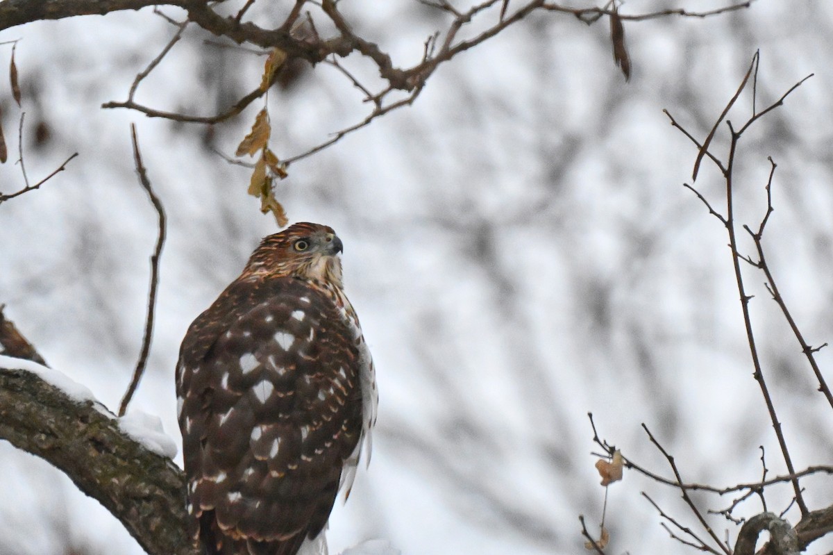 Cooper's Hawk - ML646219920