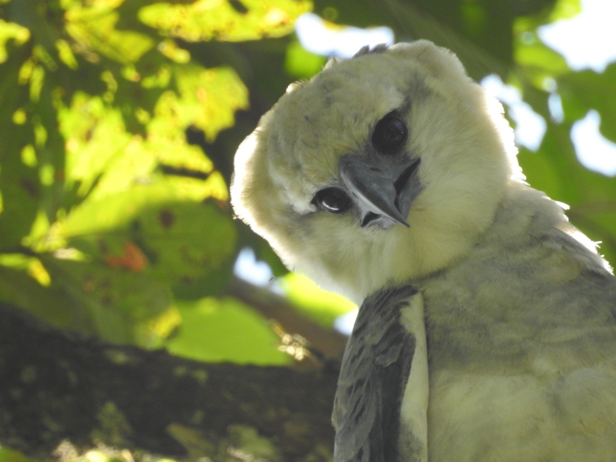 Harpy Eagle - ML646219925
